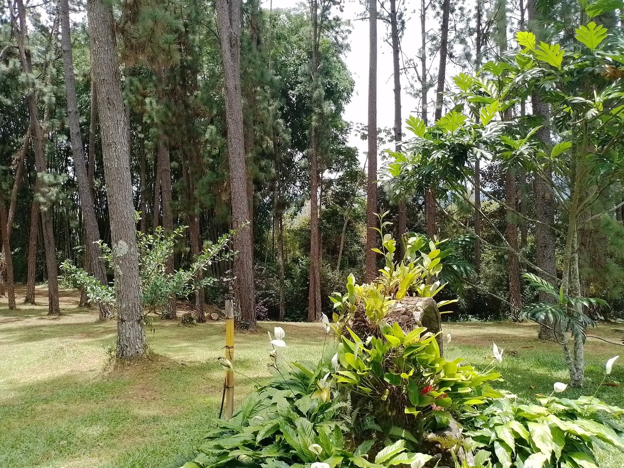 Coffee Farm Hacienda Estate, Perez Zeledon, San Jose