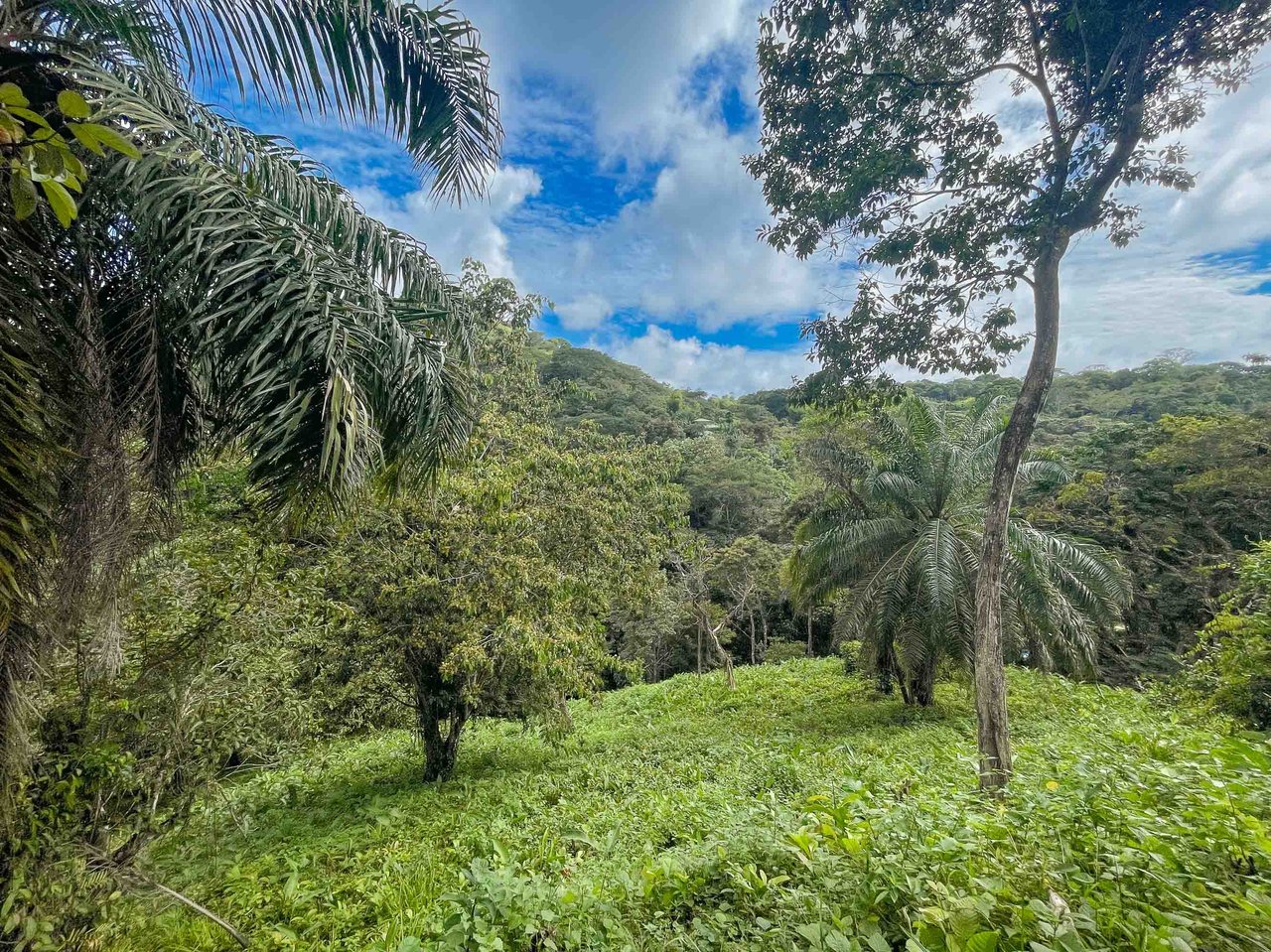 Three acres of bliss Valle Pura Vida Oasis