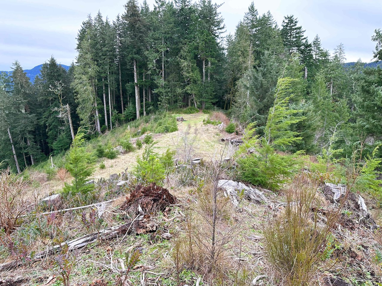 Cummins Creek Wilderness Overlook