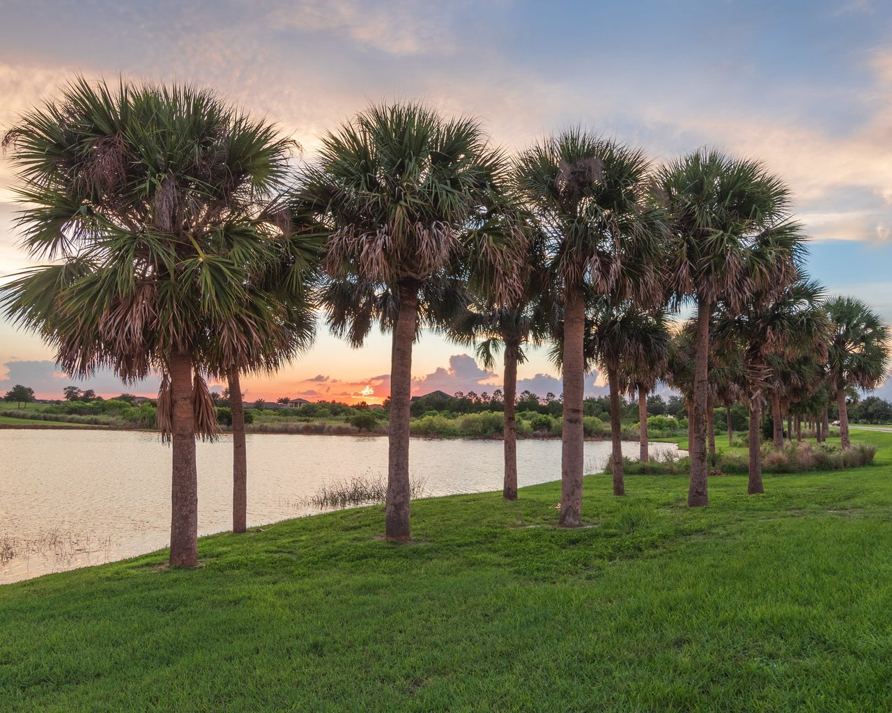 line of palm trees by the water at sunset in Viera, FL