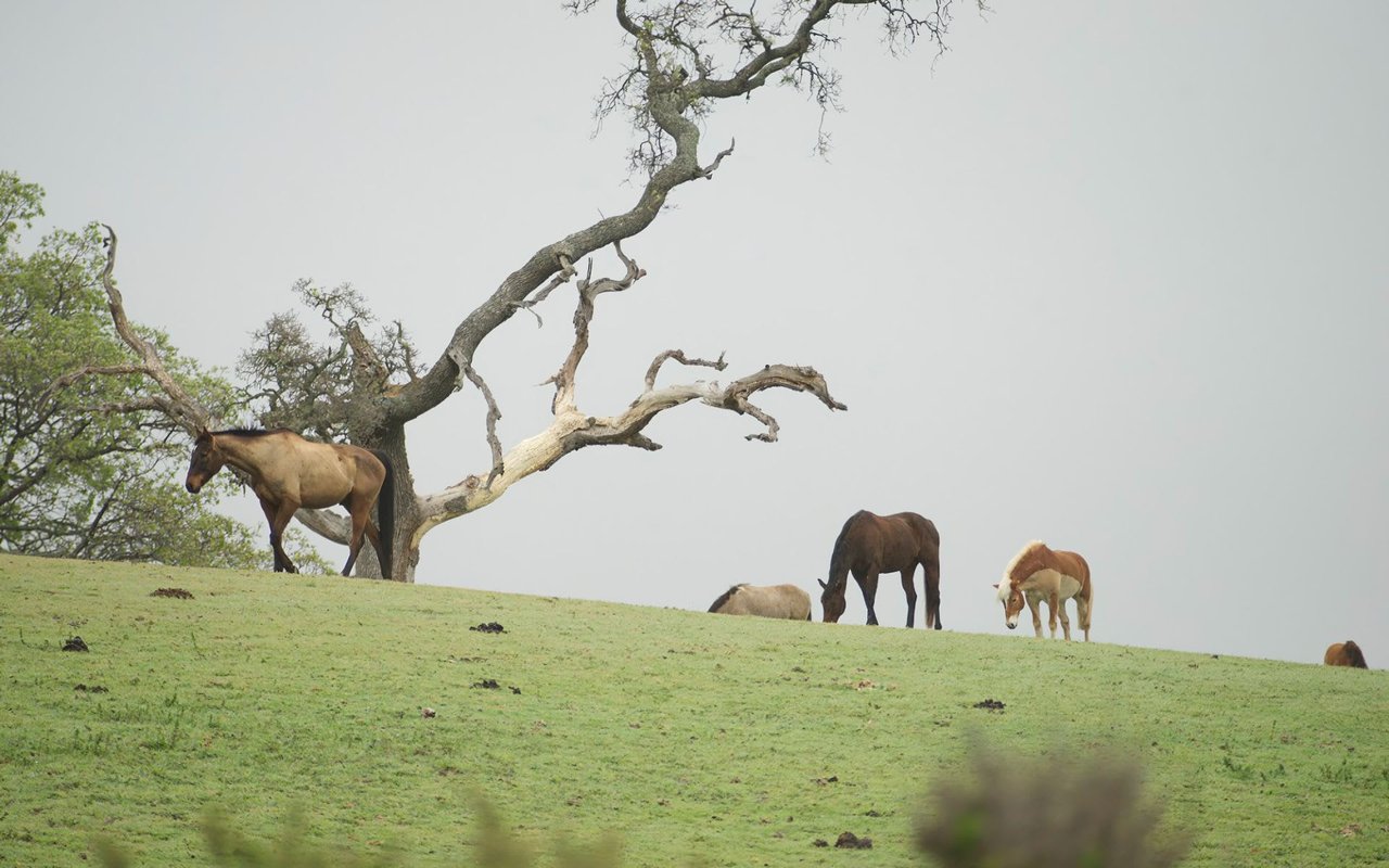 Portola Valley