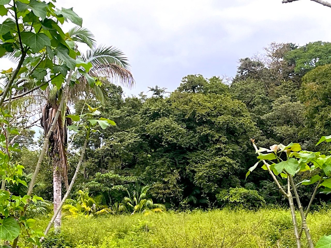 Titled Land Steps from the Beach, Uvita, Puntarenas