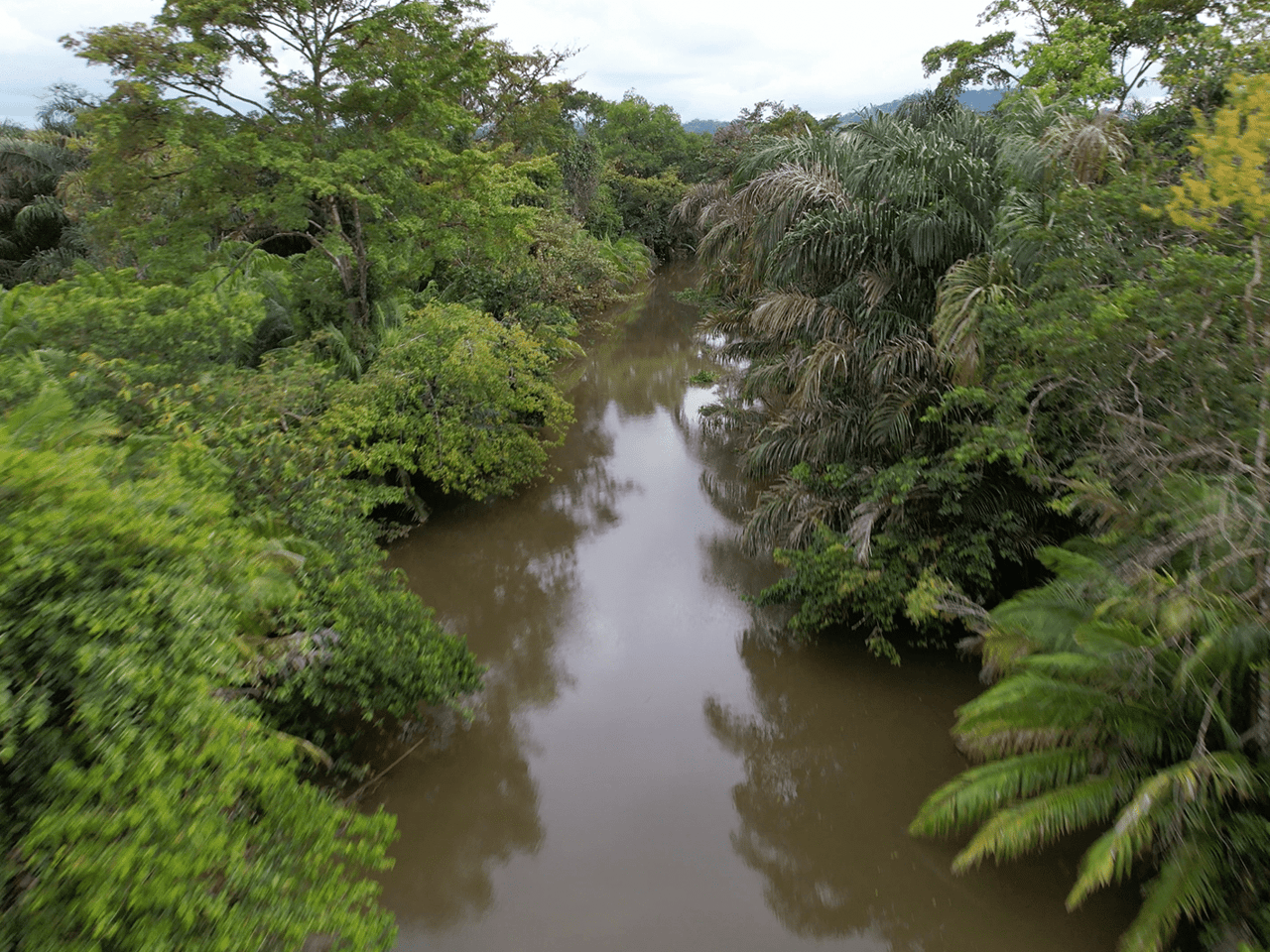 382 Acres of Sierpe River Wild Lands