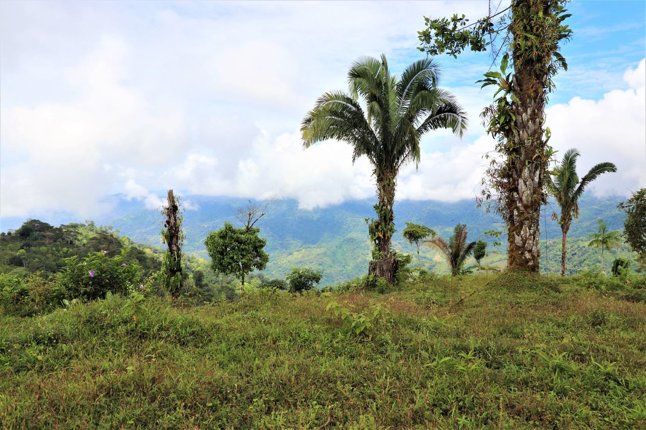 Ocean View Development Farms, Uvita, Puntarenas