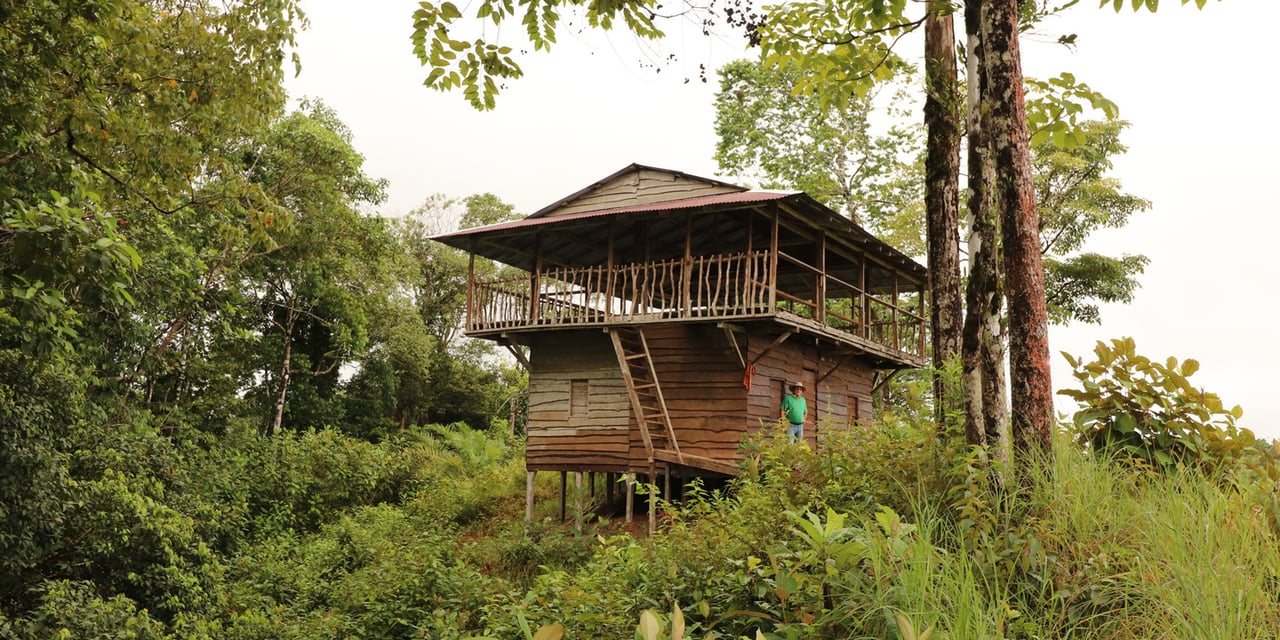 Rainforest Conservation Pasture Land, Osa, Puntarenas