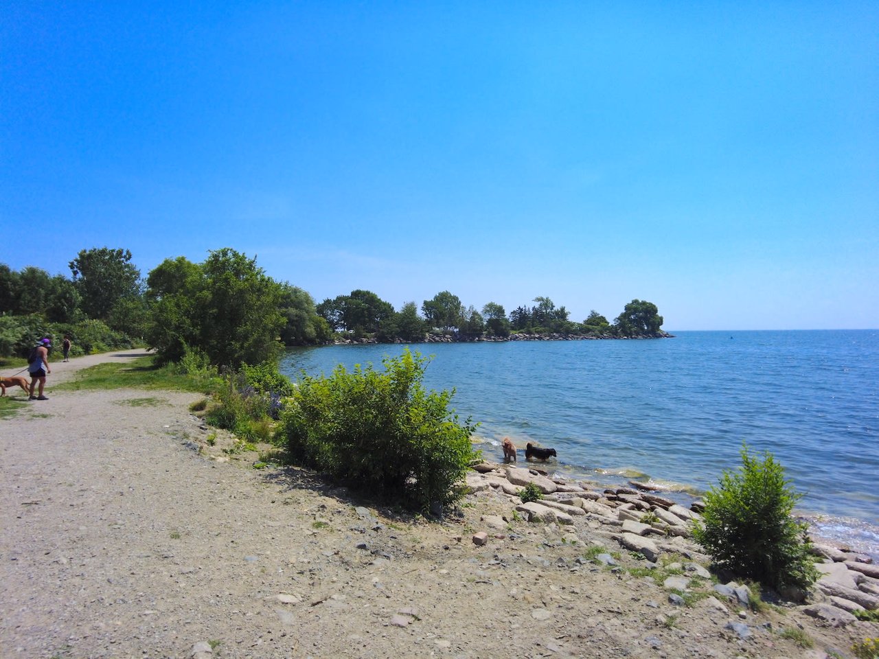 Humber Bay Shores: The Ultimate Dog-Friendly Neighbourhood