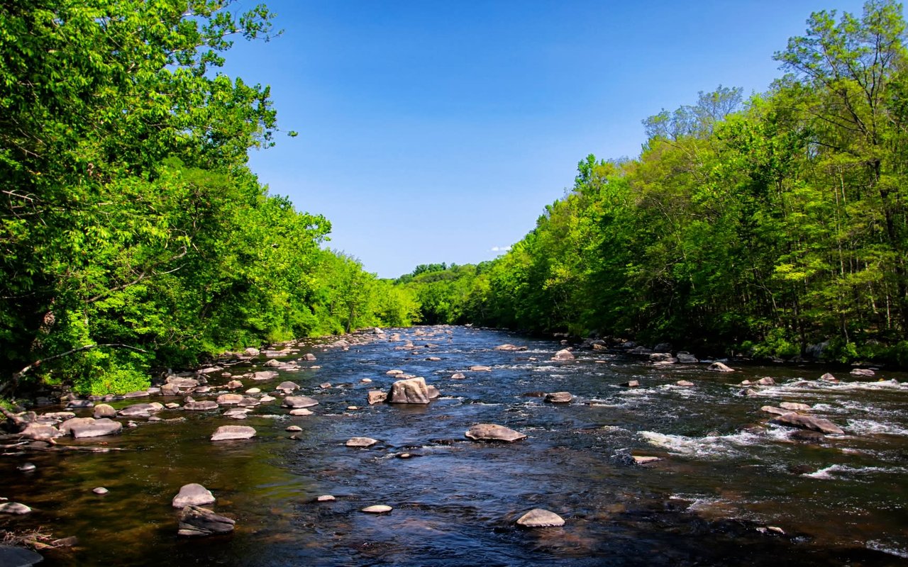 A river flowing through a lush green forest. There are rocks in the foreground and tall trees in the background.