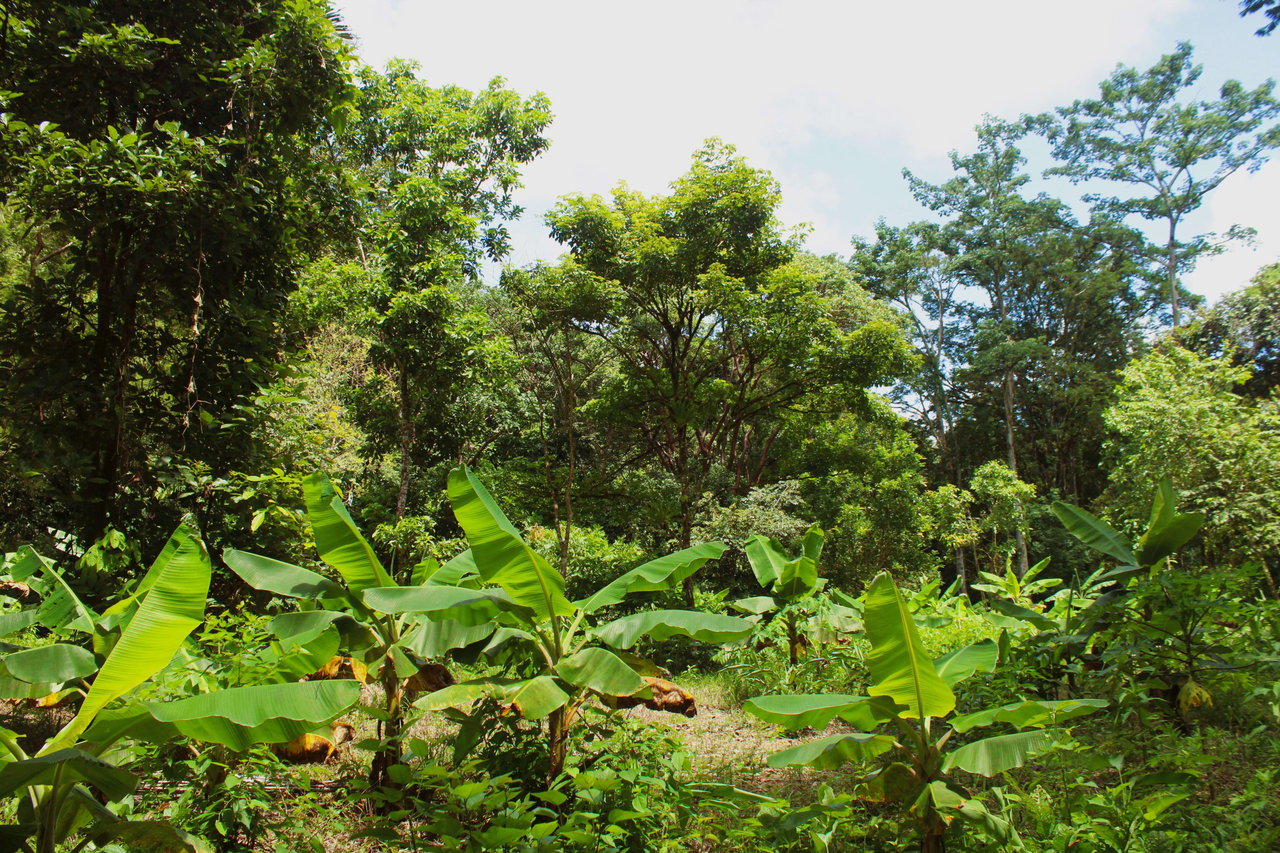 Wildlife Reserve Farm close to Ojochal