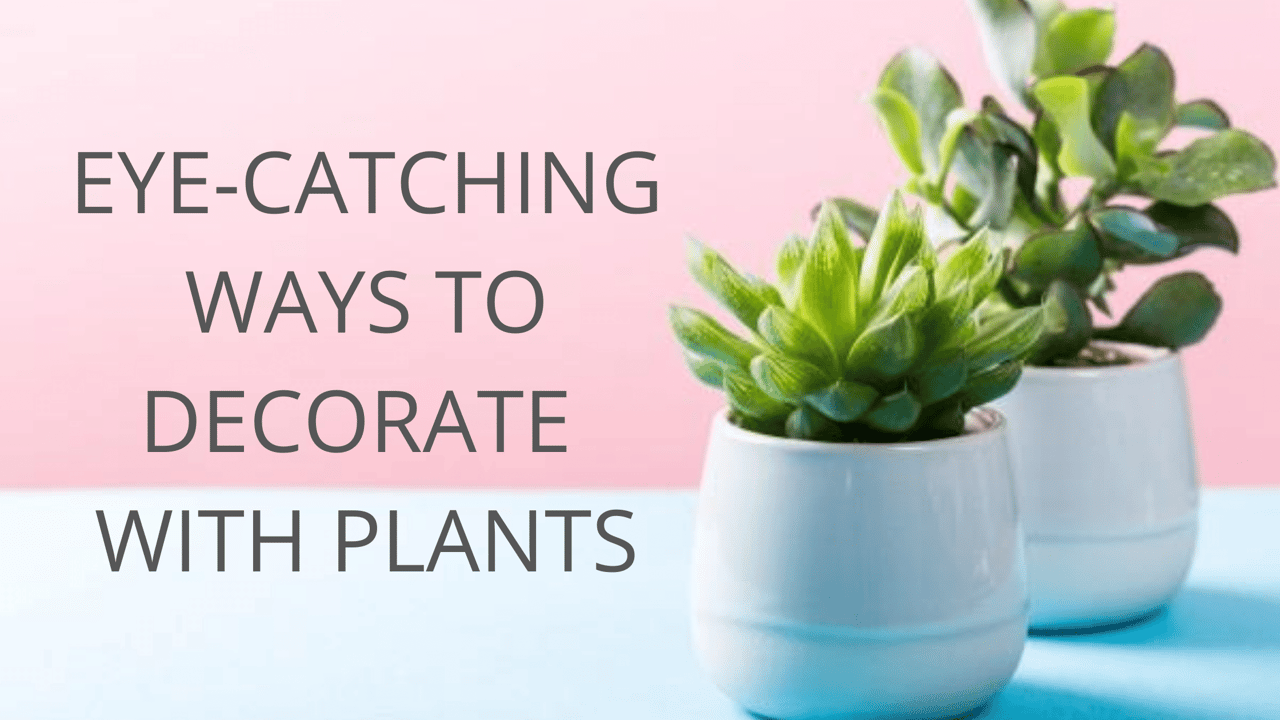 Decorating with Plants