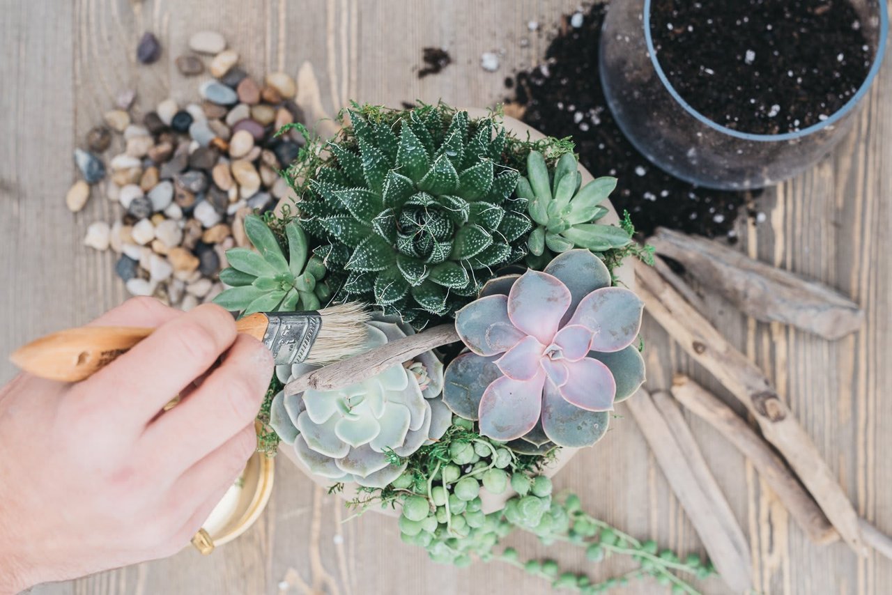 How To: Plant a Succulent Arrangement