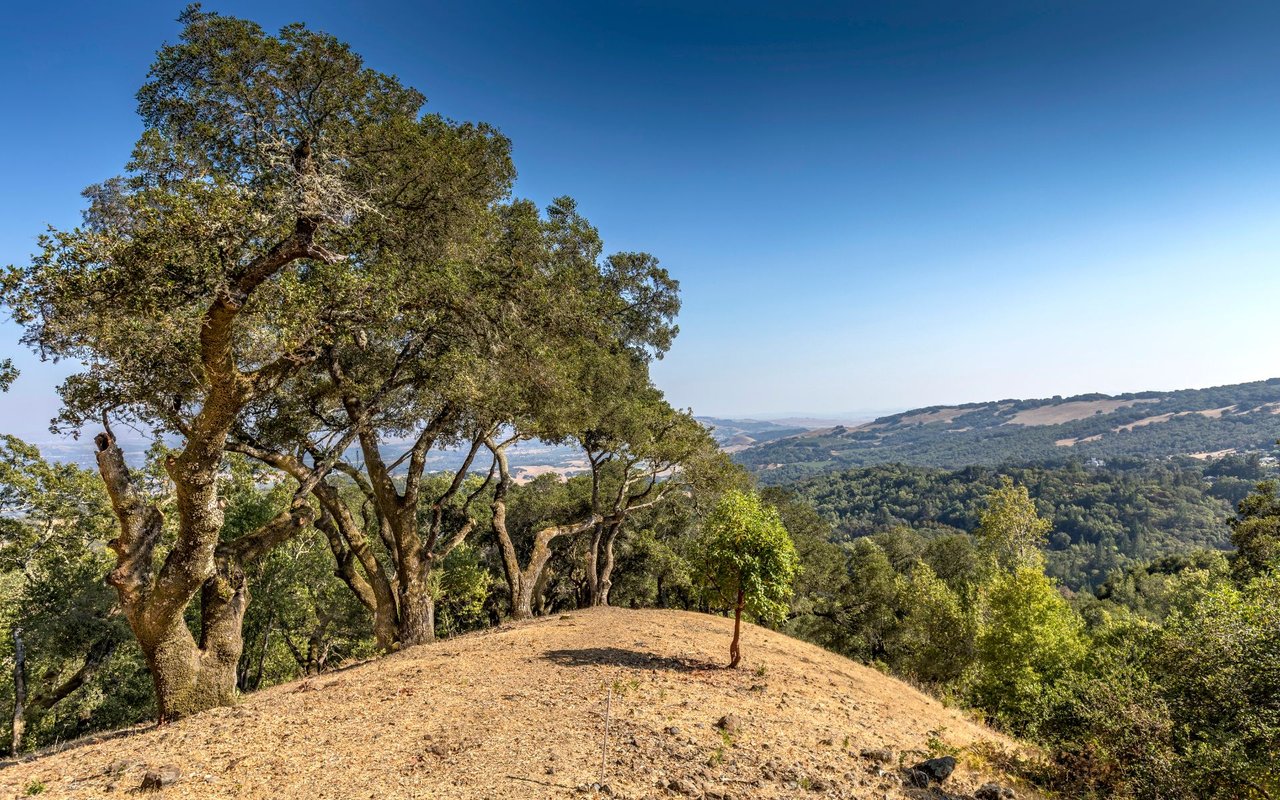 Grove Street, Sonoma
