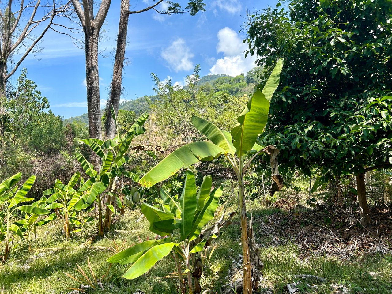 Tranquil Forest Development Land, Dominical, Puntarenas