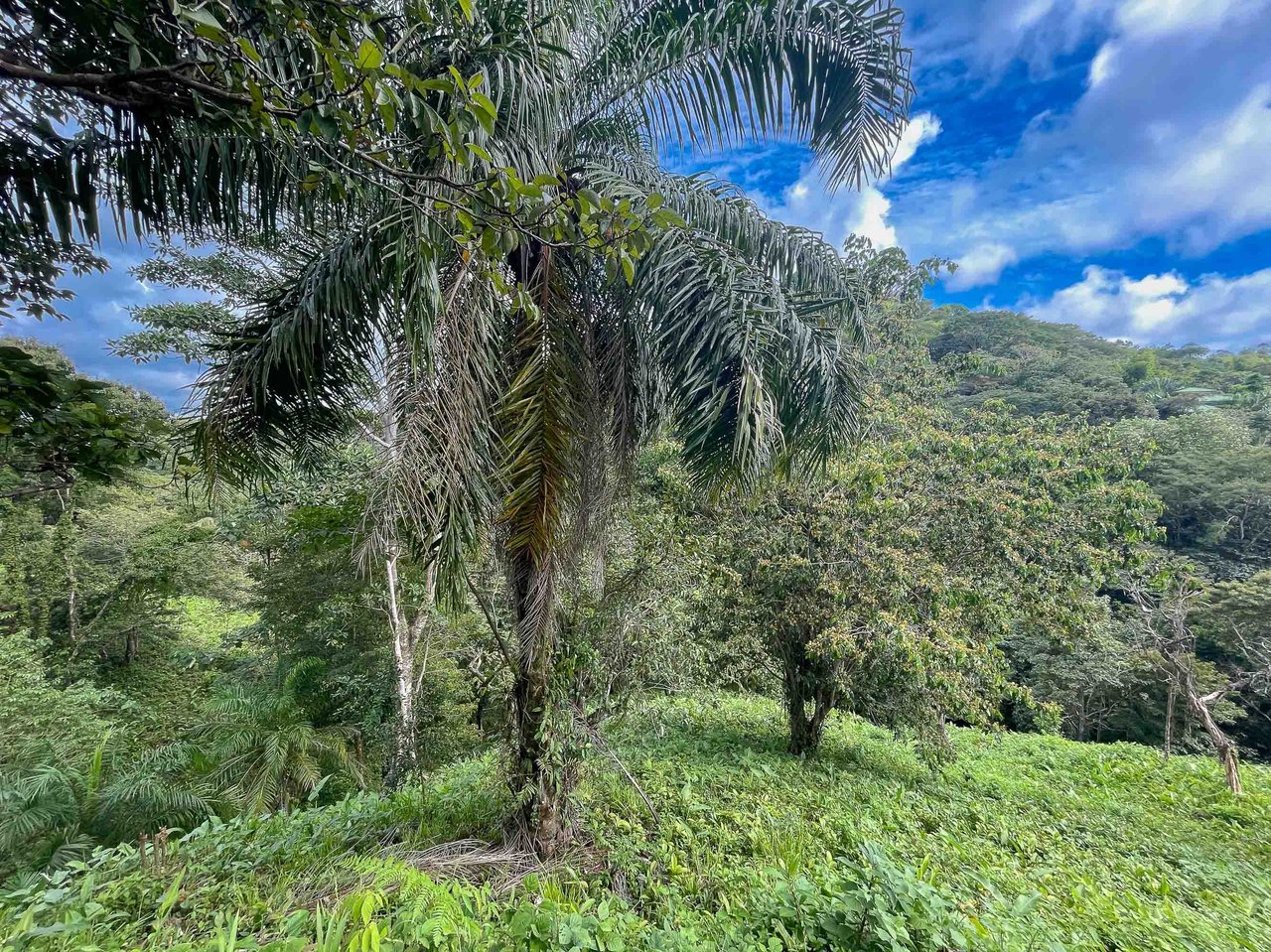 Three acres of bliss Valle Pura Vida Oasis