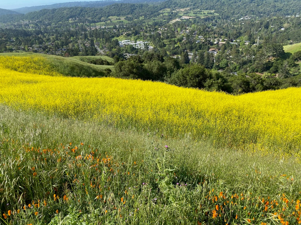 Moraga