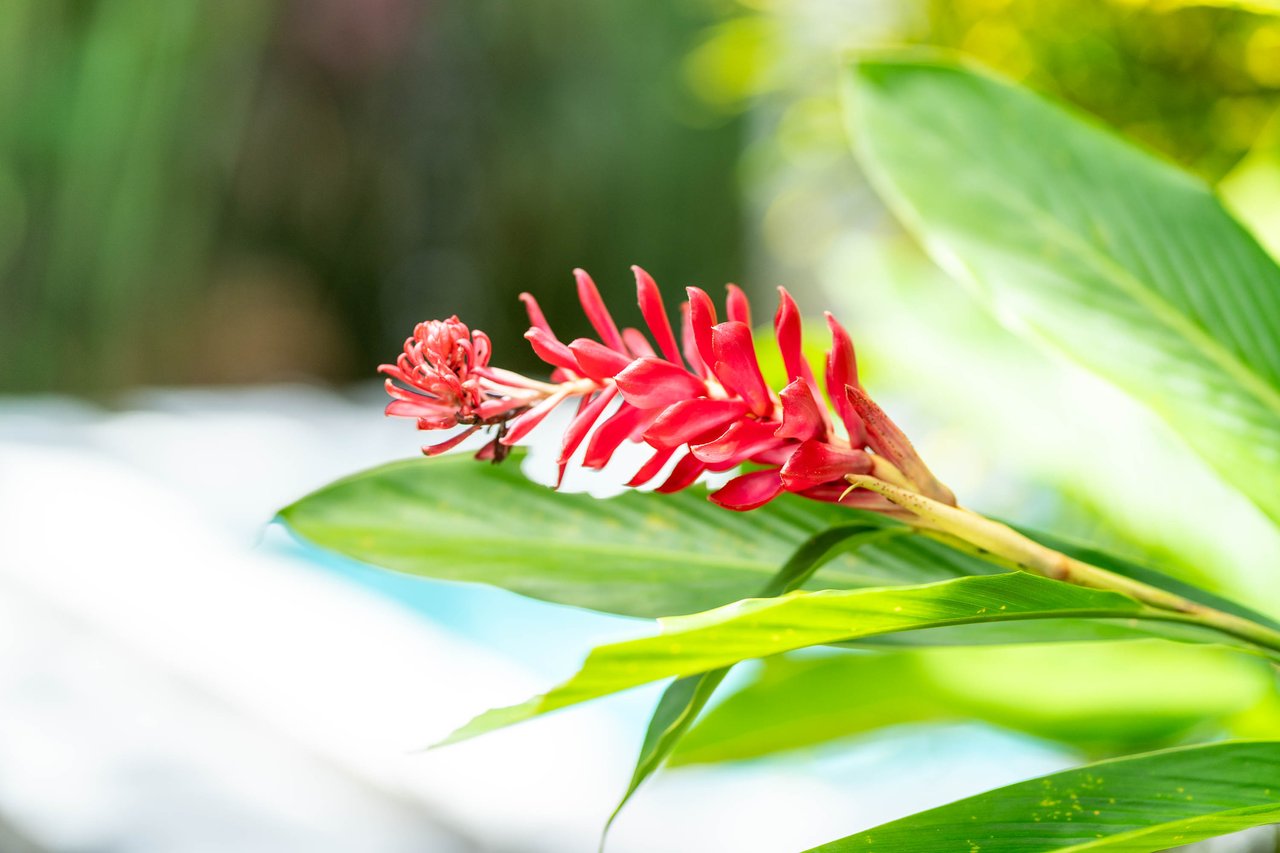 Uvita Garden Villa and Casita, 4 Bedrooms Total, Walking Distance To All