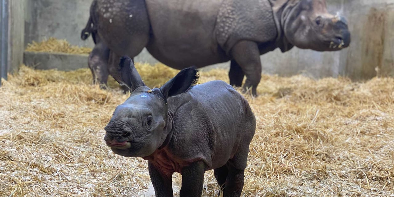 Denver’s Newest Resident Has Arrived: the Cutest Little Rhino