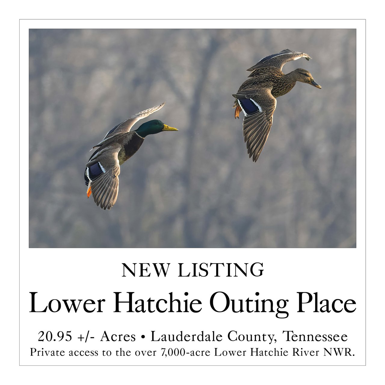 Lower Hatchie Outing Place