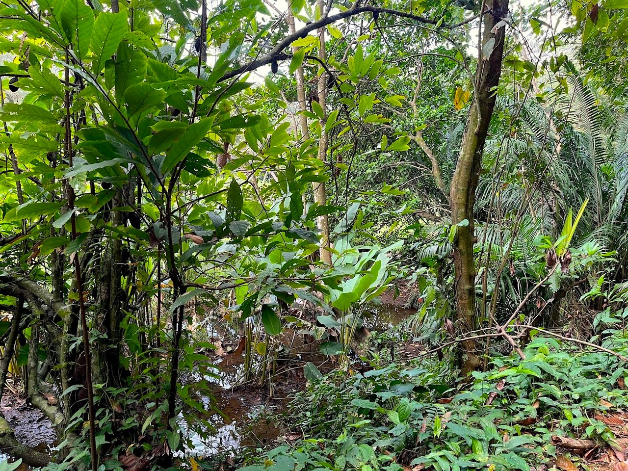 Luxury Development Land, Uvita, Puntarenas
