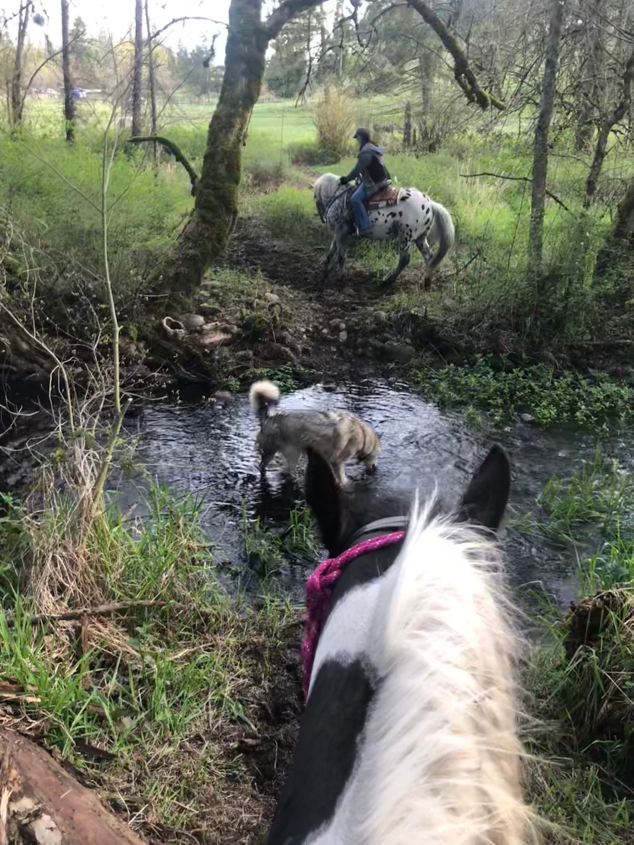 Blue Diamond Ranch