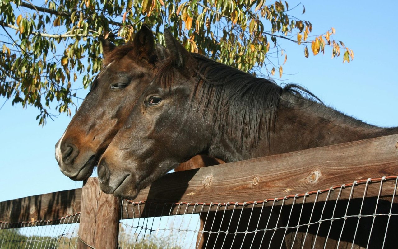 The Top Attractions in Ocala, FL, For Locals or Tourists