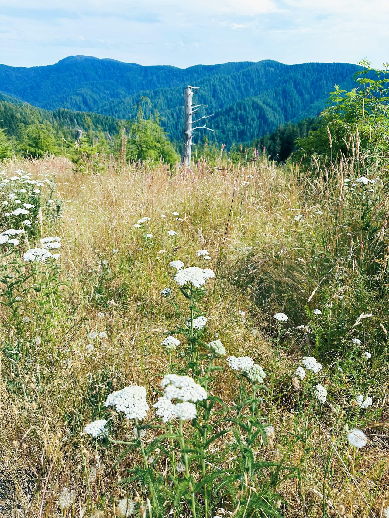 Cummins Creek Wilderness Overlook