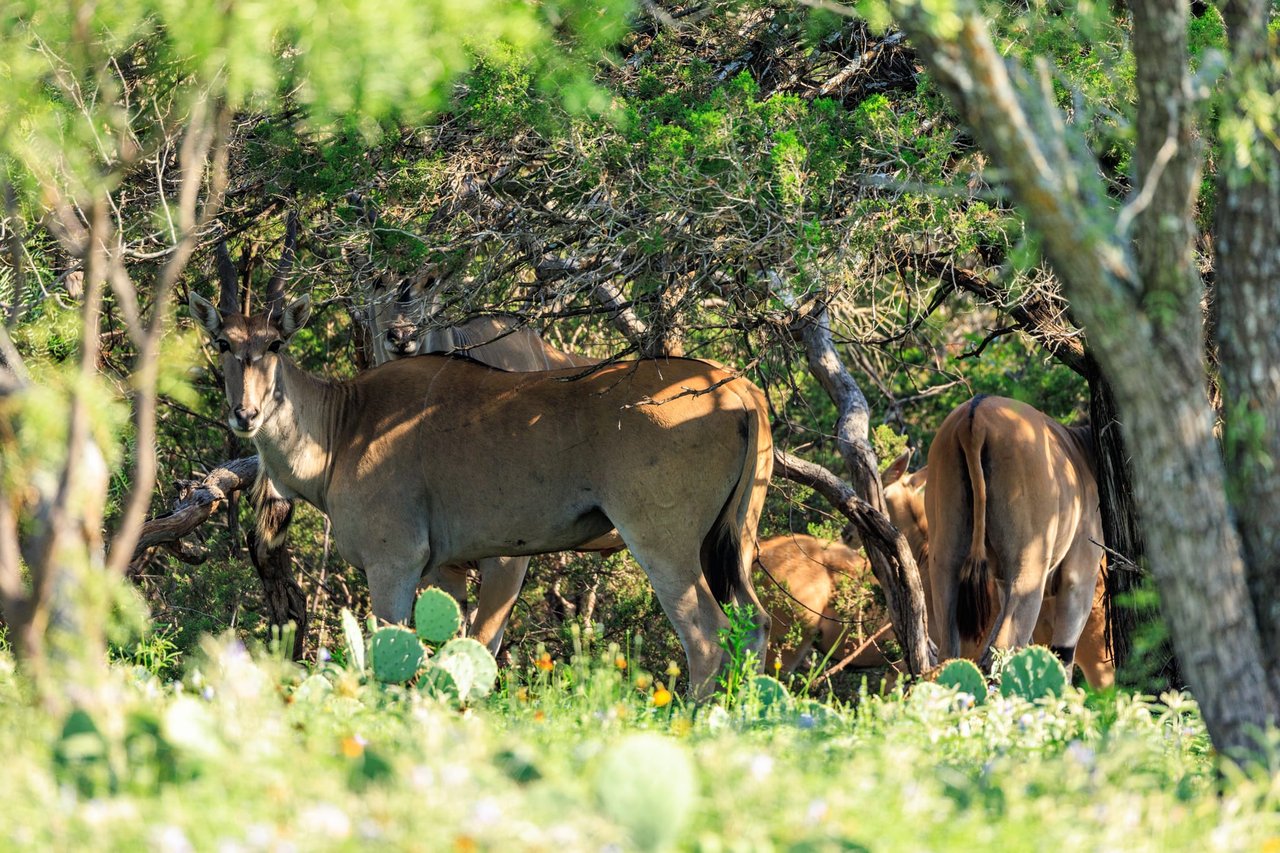 Golden Eagle Ranch