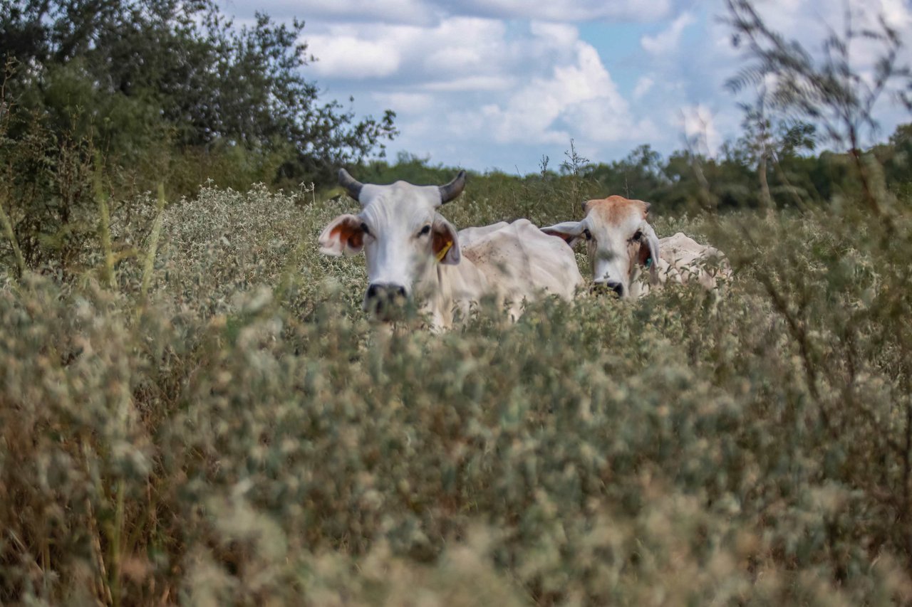 Lovers Lane River Ranch | 140± Acres | DeWitt County