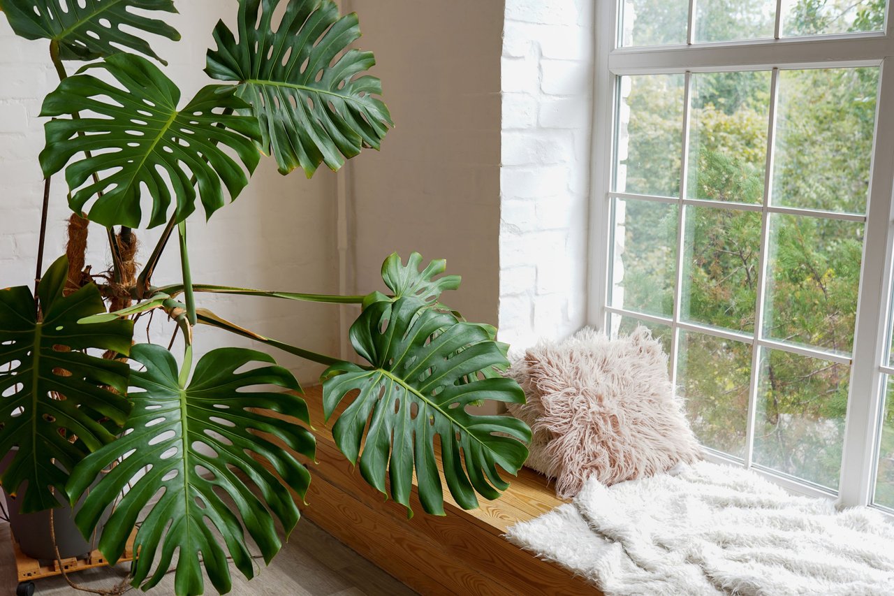 Ep #51: Designing for Wellness: How to Create a Home That Nurtures the Mind, Body, and Soul with Jeanne Collins