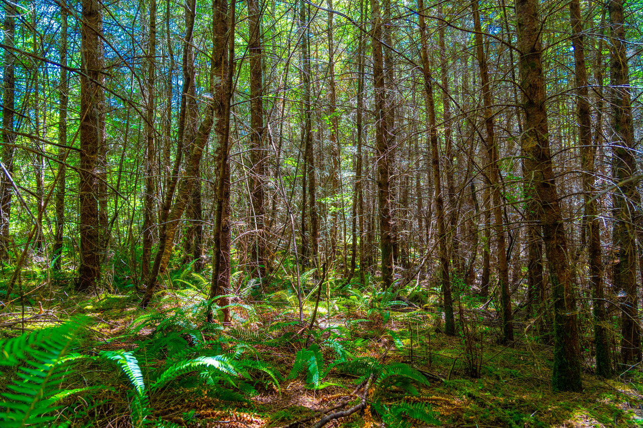 Hayes Hill Tree Farm 