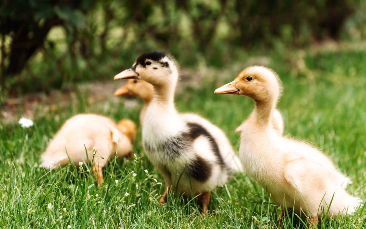 Getting All Your Ducks in a Row: What are the first steps toward being ready to look at homes?