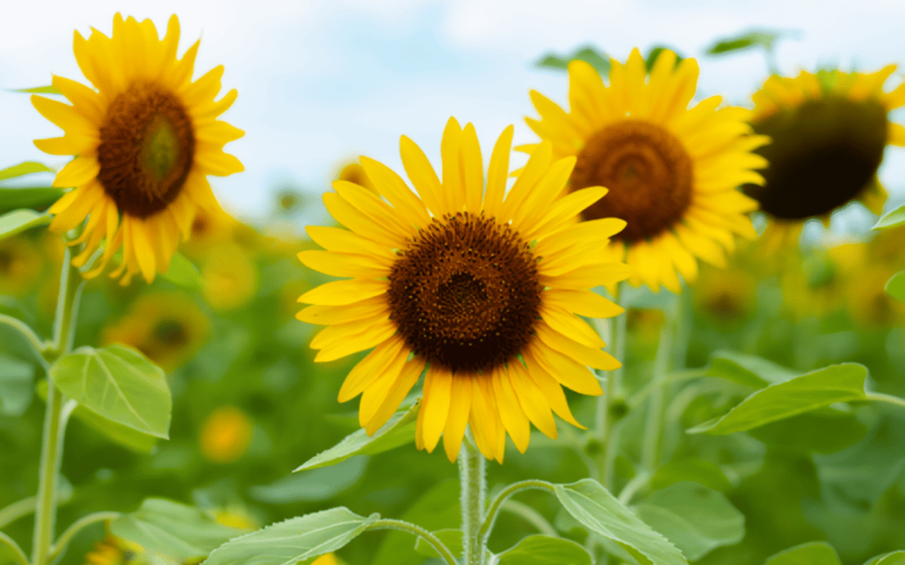We Hope You’re Having a Great Summer
