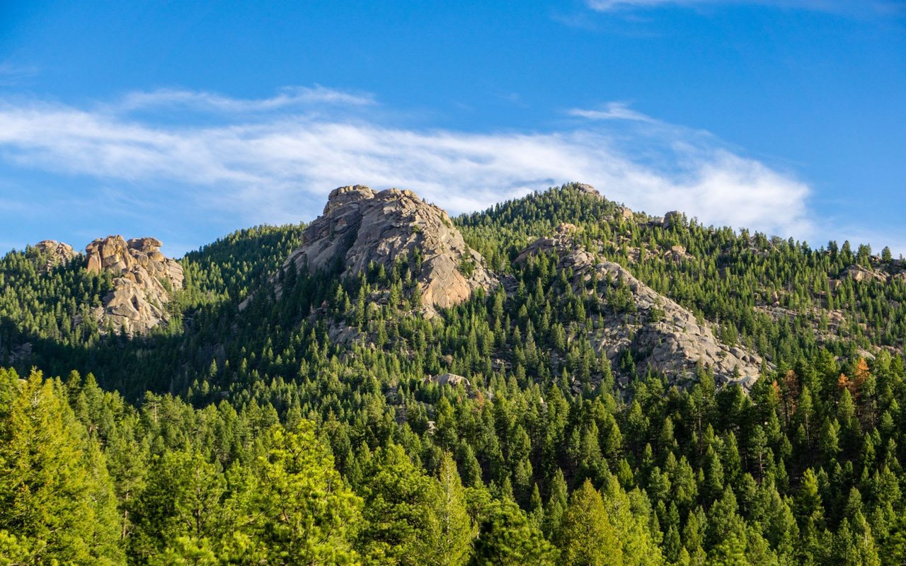 Pine