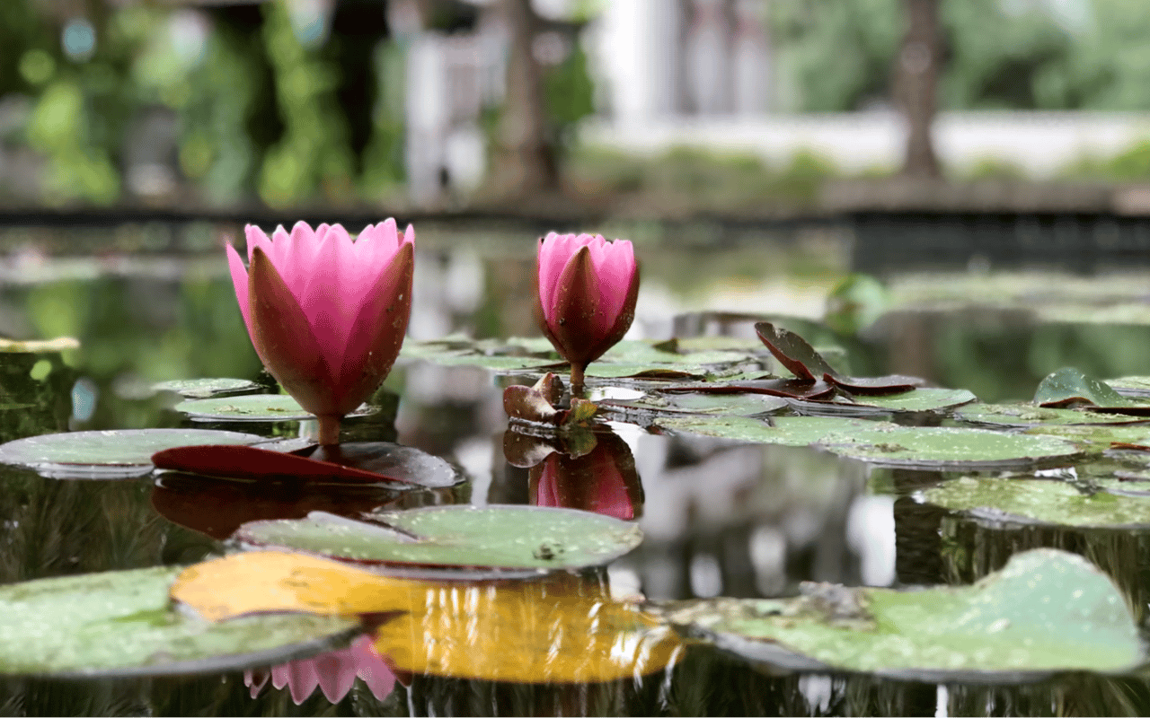 Things to Do in San Jose