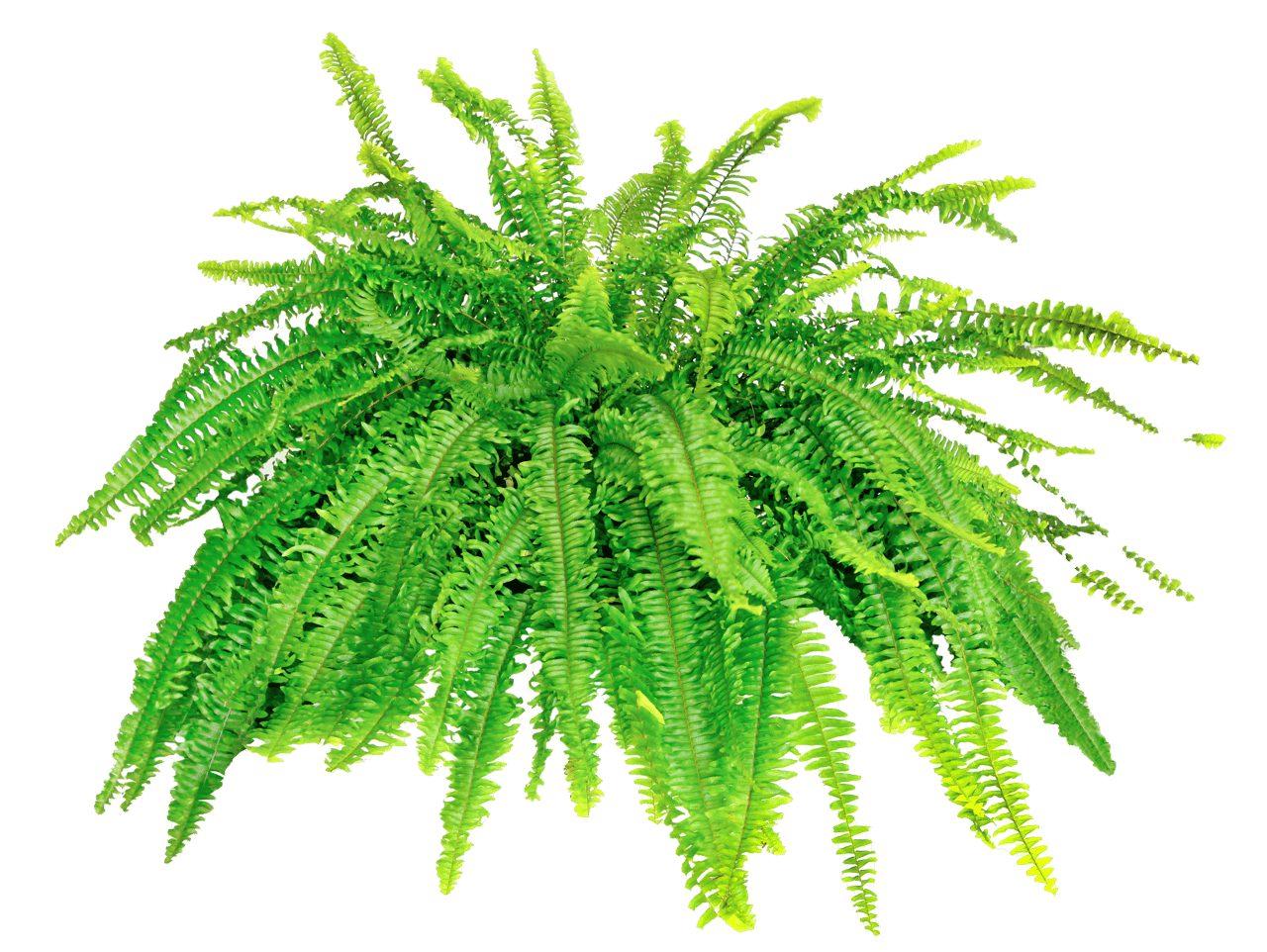 Curb Appeal: Southern Traditional