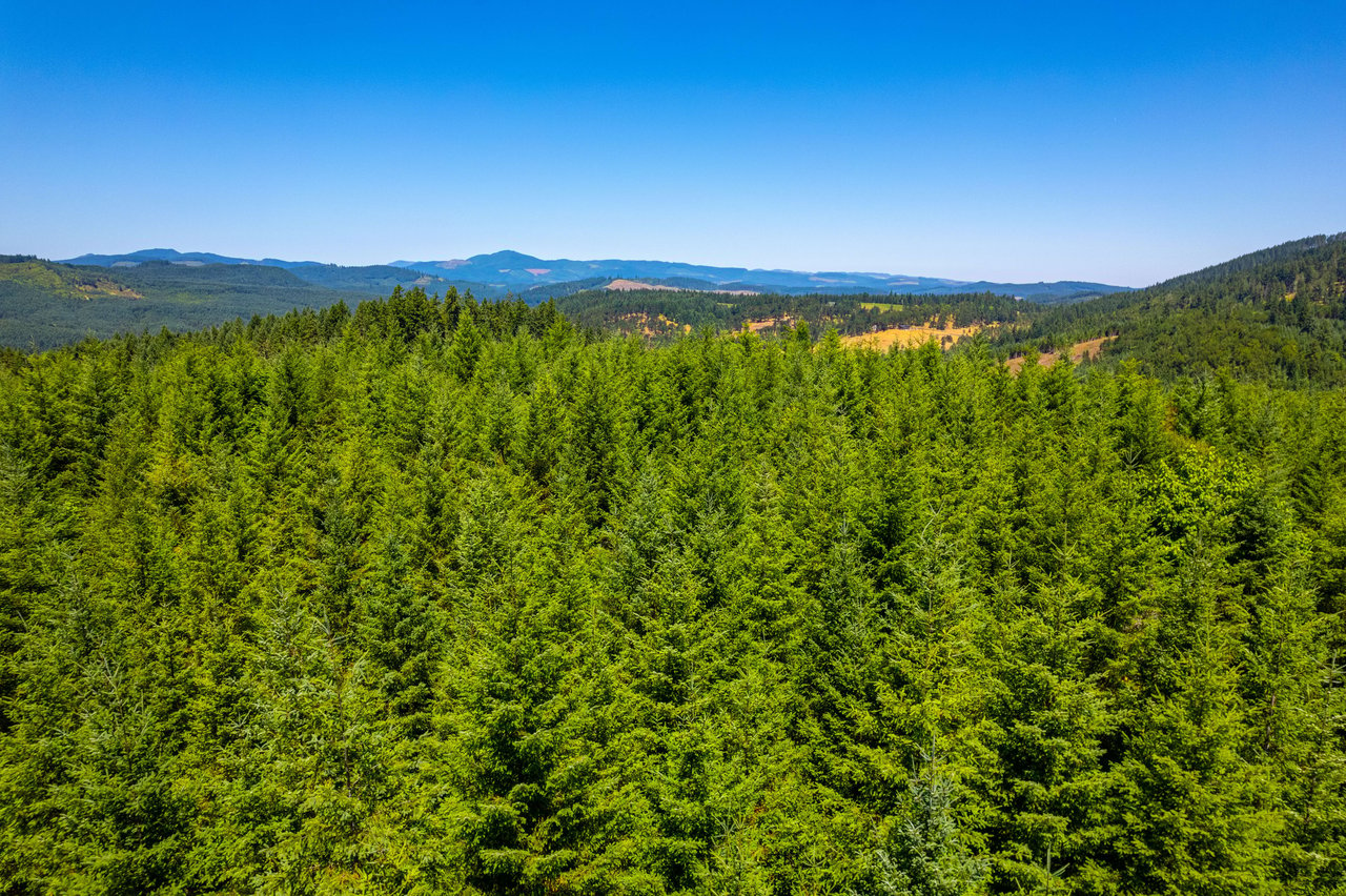 Hayes Hill Tree Farm 