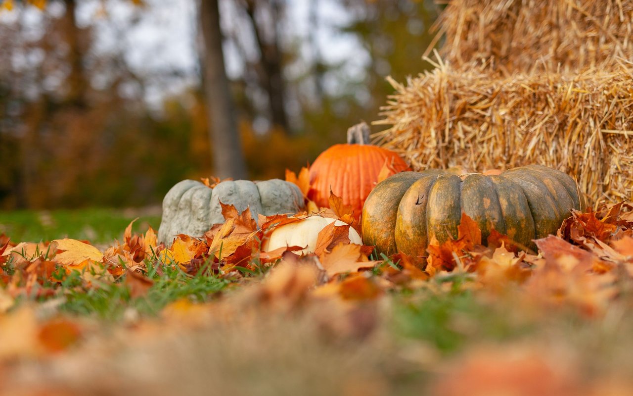 November 2019 Newsletter