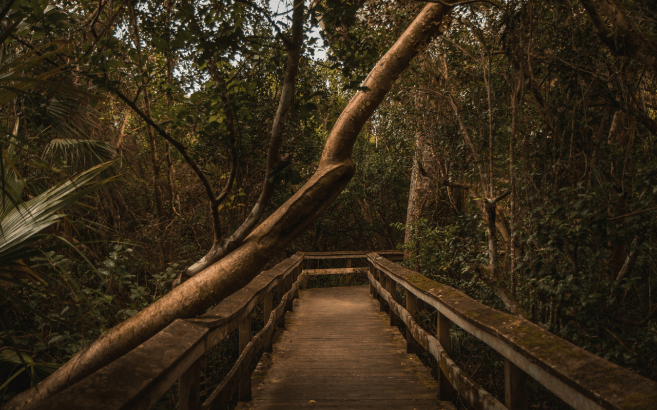 The Best Day Trips from Moorings, FL