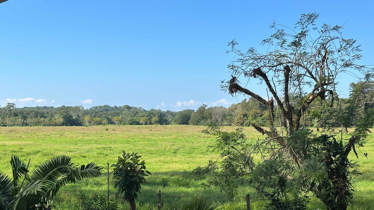 Breeze, Trees, and Monkeys - Your Affordable Costa Rican Haven