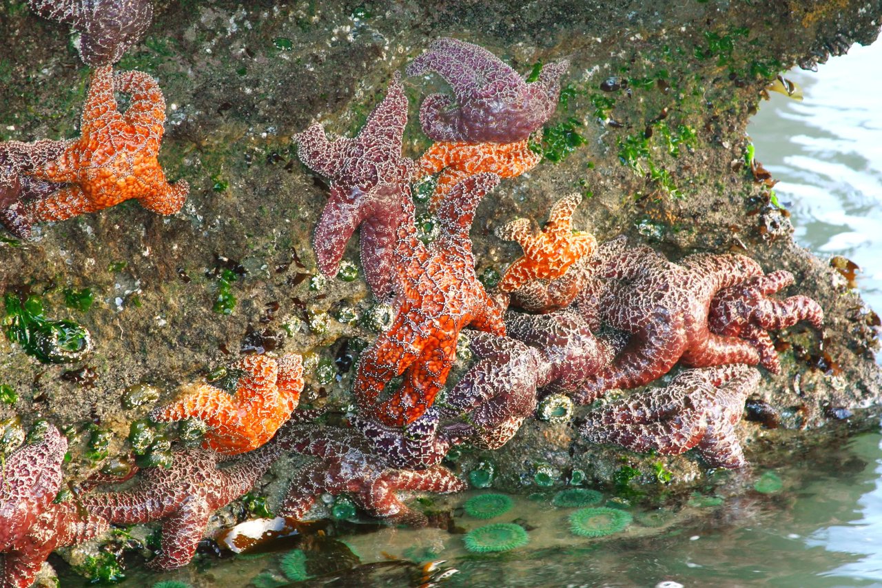 purple and orange starfish on a rock in arch cape at low tide