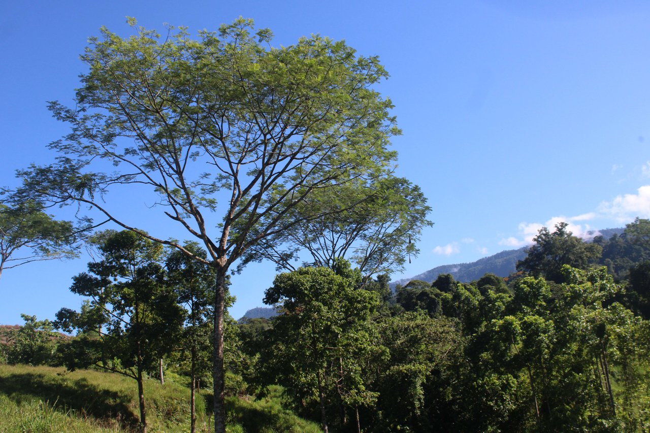 90 acre Farm, Inexpensive with lots of potential close to Rio Claro