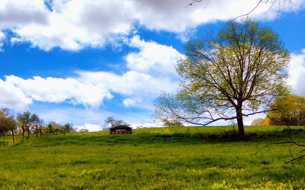 A large tree with a full green canopy in a field. The sky is clear blue with white clouds.