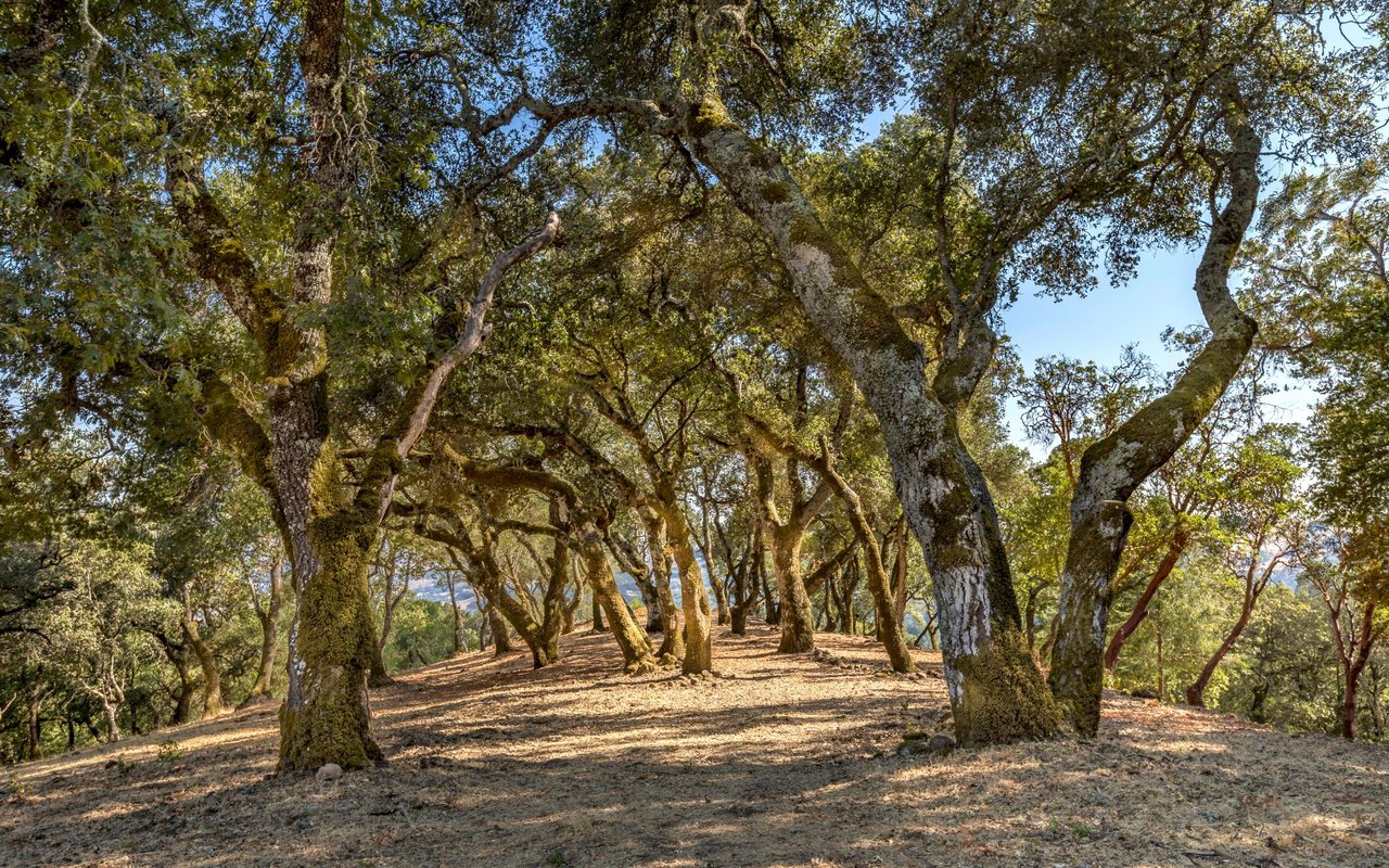 Grove Street, Sonoma