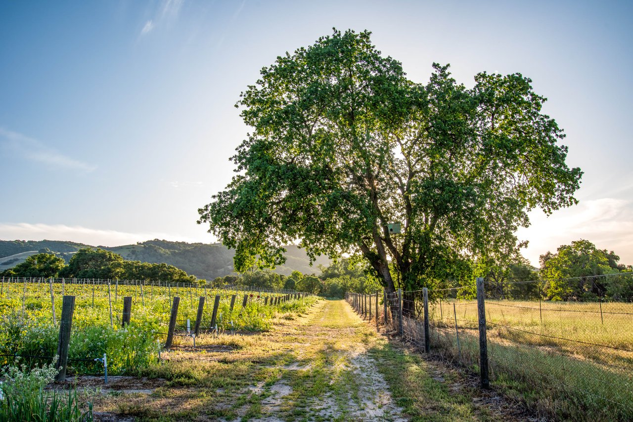 Paso Robles Paradise