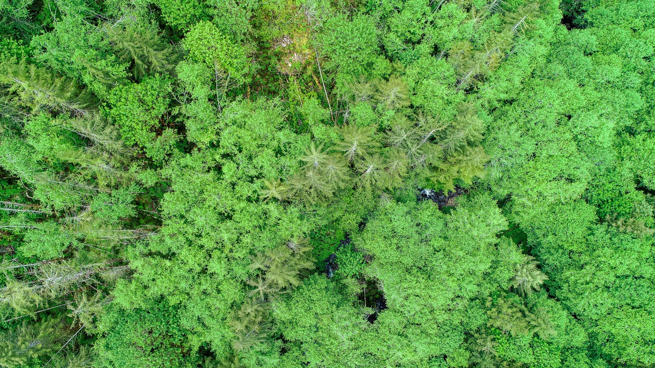 Three Rivers Conservation Project - Ensuring Roosevelt Elk Habitat