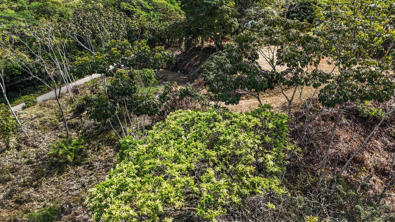 An elevated 1.2 acres lot with two plantels, panoramic mountain and jungle views.