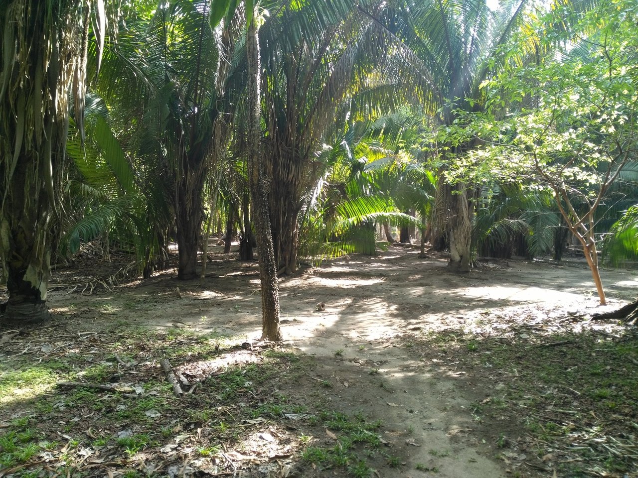 Private Secluded Beachfront Lot, Santa Teresa, Puntarenas