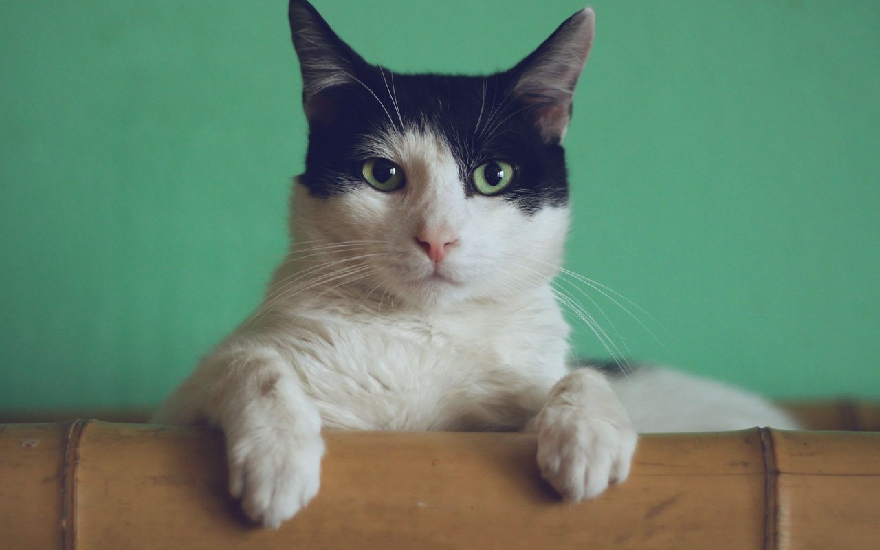 Moving Your Pet Cross Country? Read This