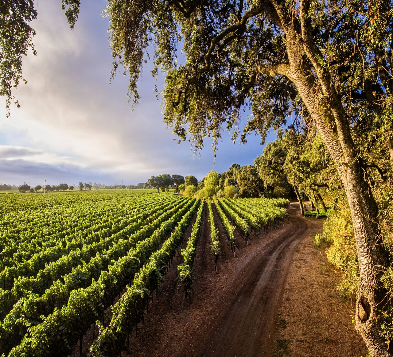 Understanding Vineyard and Estate Valuation Practices in Wine Country