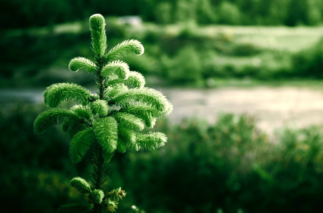 Nehalem Douglass Fir tree with new growth