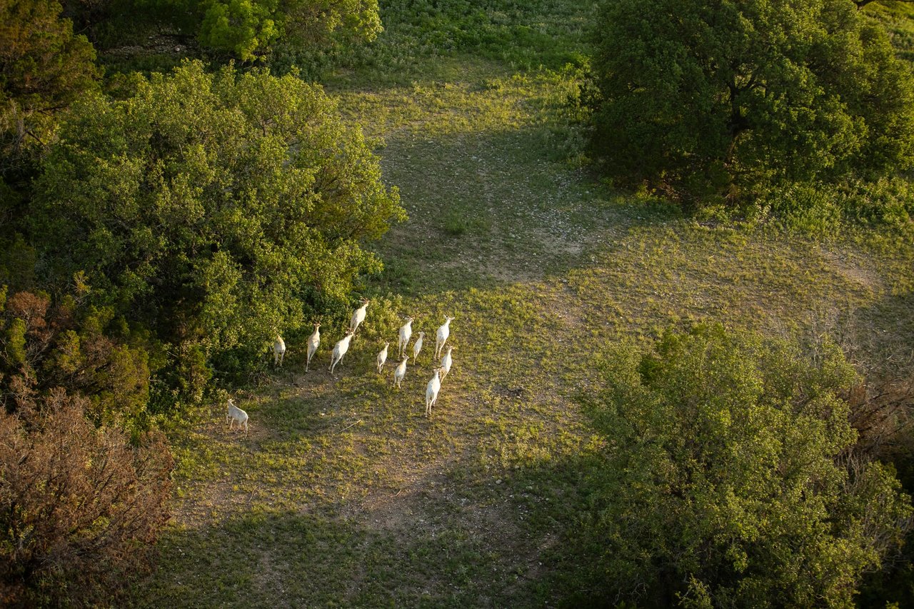 Golden Eagle Ranch